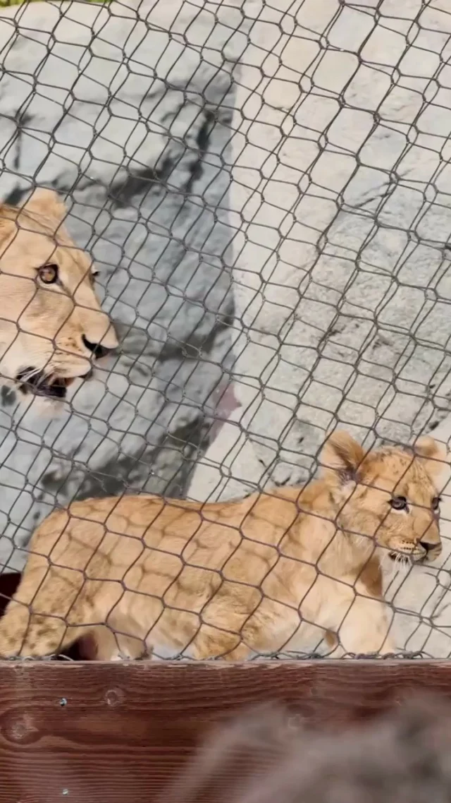 The moment you've all been waiting for!
Lion cubs Asali and Taraj made their public debut alongside mom, Zamaya, for the first time this morning. You can now witness their playful antics in African Adventure daily!
Please note, Zamaya and the cubs will continue to have access to their behind-the-scenes spaces during the day and may choose to spend time off-habitat. 🦁 🐾