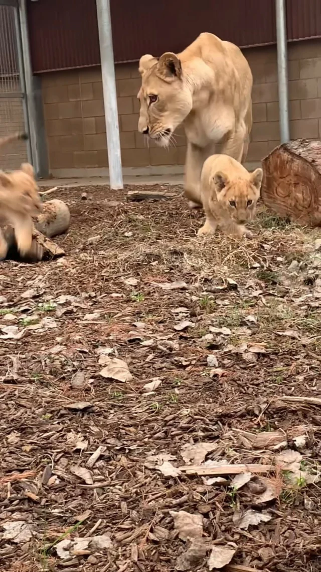 Cubs Asali and Taraj had some playtime outside in their private yard with mom Zamaya. They had a lot of fun and practiced their pounces on Zamaya 🦁 ❤️ 🦁 🦁 

📸: ZCS Courtney