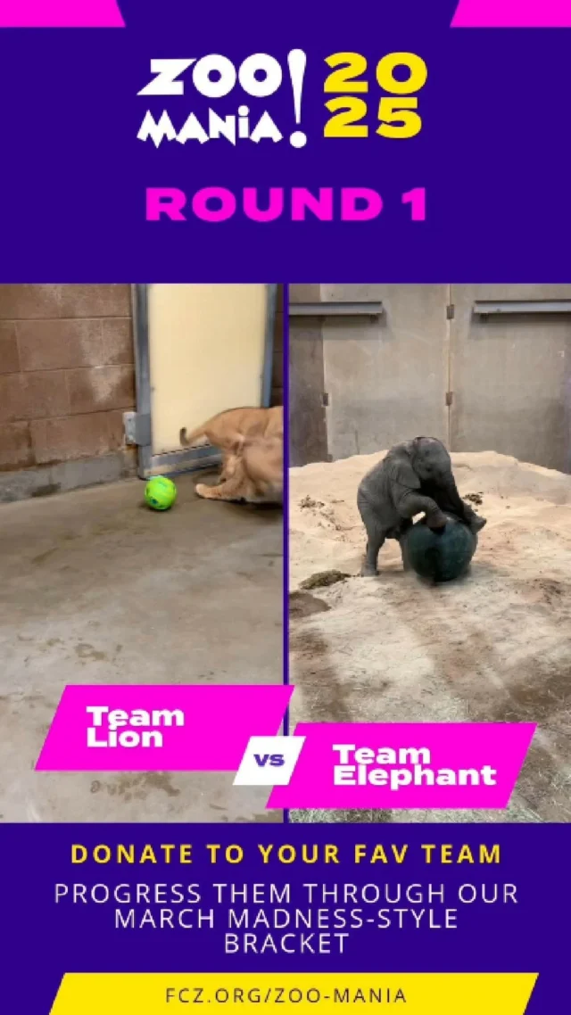 Time for Round 1 of #ZooMania! Here are our competing teams for the week! Donate to your favorite team/animal & help them advance our bracket! All money raised will go towards continued outstanding animal care through enrichment. Make your donation today at our link in bio!