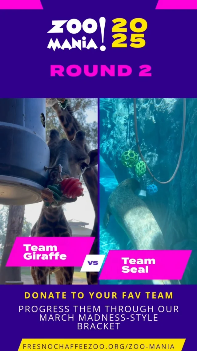 Its time to announce ROUND 2 of #ZooMania2025. Elephant and Goat had a triumphant week and are advancing to the next round! This week gets interesting as last year's champion, Team Parrot, enters the mix! Check out the face-offs in this video! Donate and view the updated bracket at our link in bio!