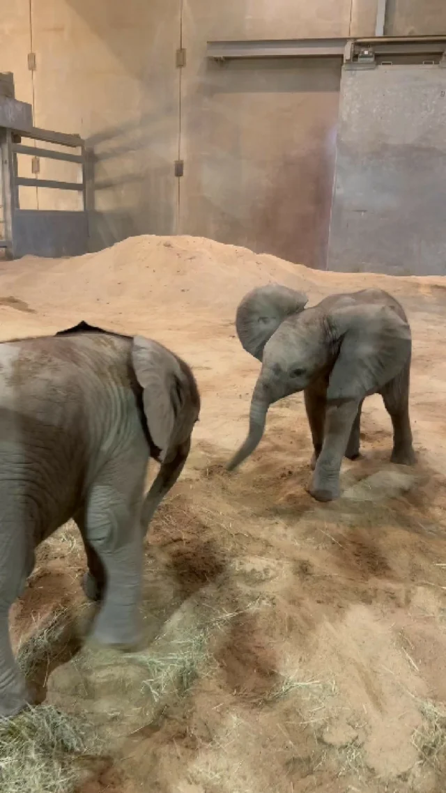 How have Thando & Davu been? Learn all about their current weights, how their diets are changing, and what the elephant care team is doing to prepare them for training in this special 6-month update! π π π