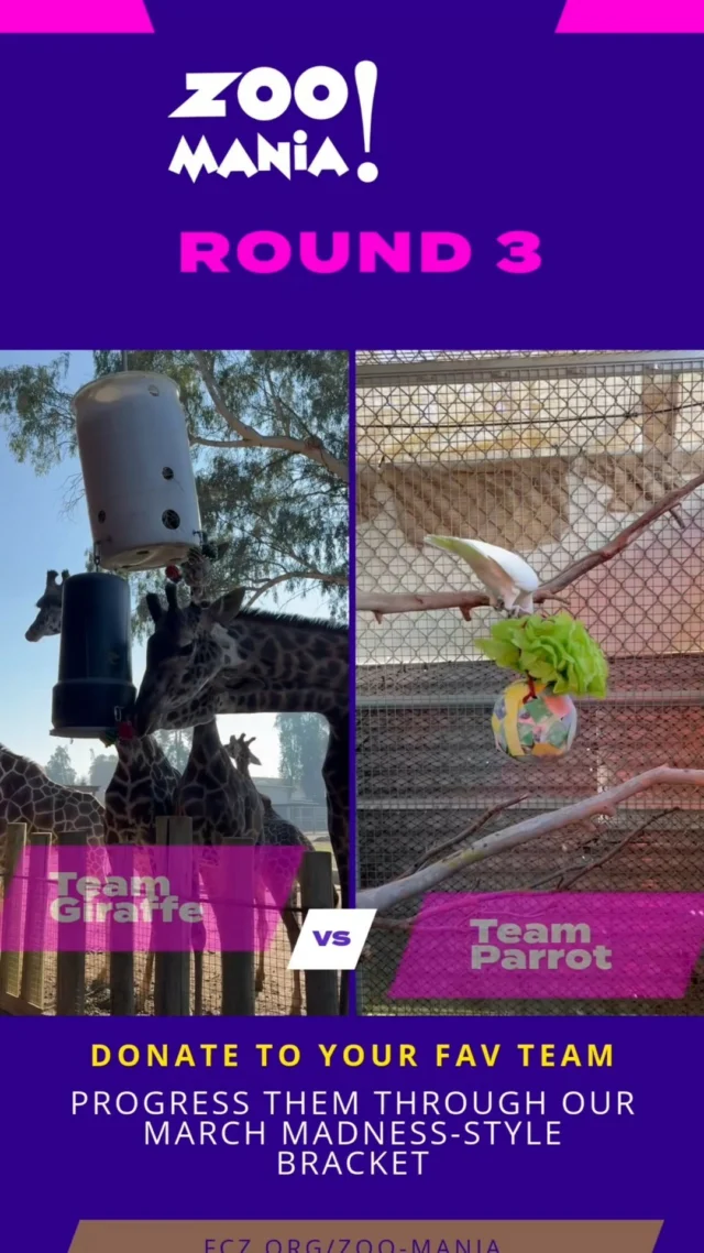 We made it to the #ZooMania semi-finals! The teams that pushed through Round 2 are Team Giraffe, Team Parrot, Team Goat, and Team Rhinoceros Hornbill! See the face-offs in the video. Which two teams do you think will make it to the championship? Donate at the link in bio!